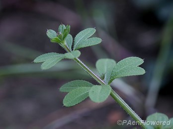 Rough bedstraw